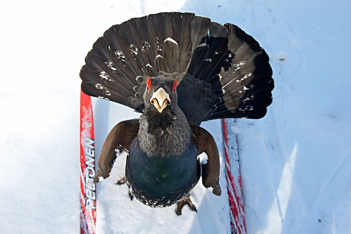 How wood grouse live: some interesting facts about forest “vocalists” - Wood grouse, Birds, Animals, Yandex Zen, Longpost