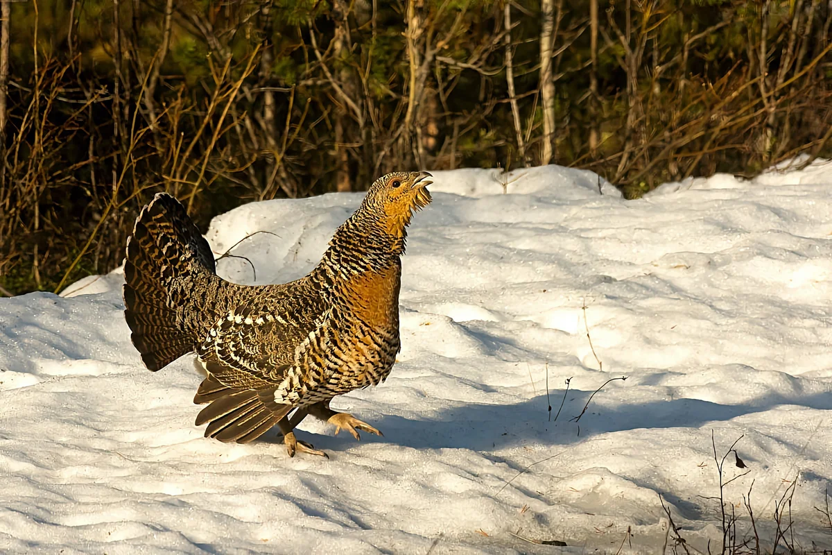 How wood grouse live: some interesting facts about forest “vocalists” - Wood grouse, Birds, Animals, Yandex Zen, Longpost