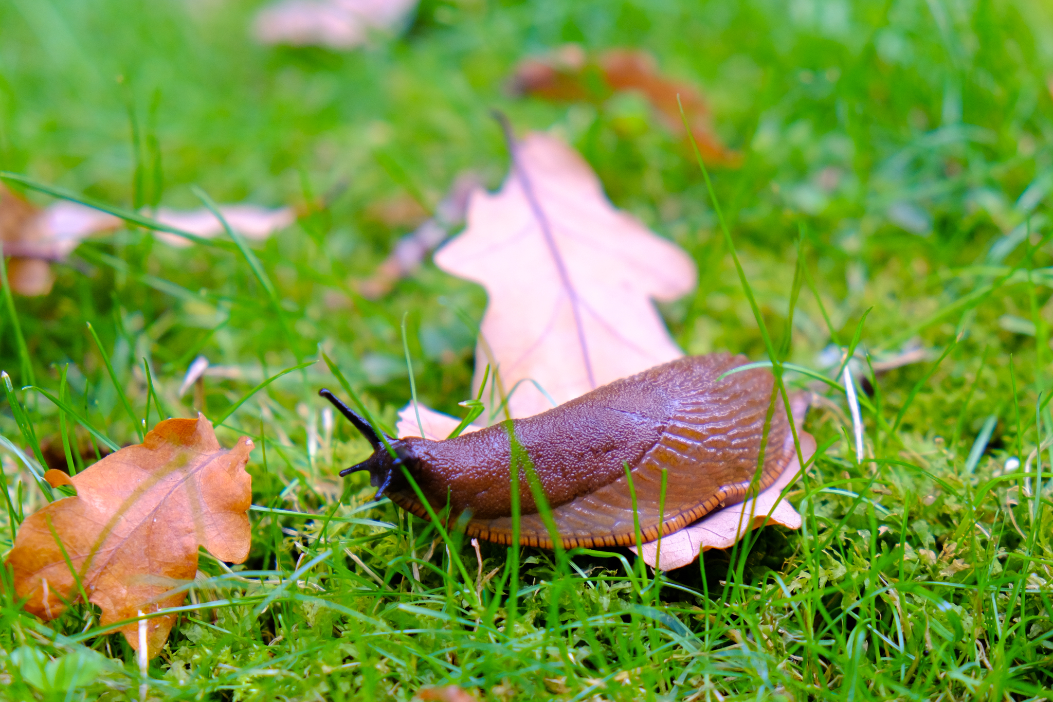 Autumn - My, Autumn, Fujifilm, Amateur photography, The photo, Rostov-on-Don, Saint Petersburg, Landscape, Nature, Longpost