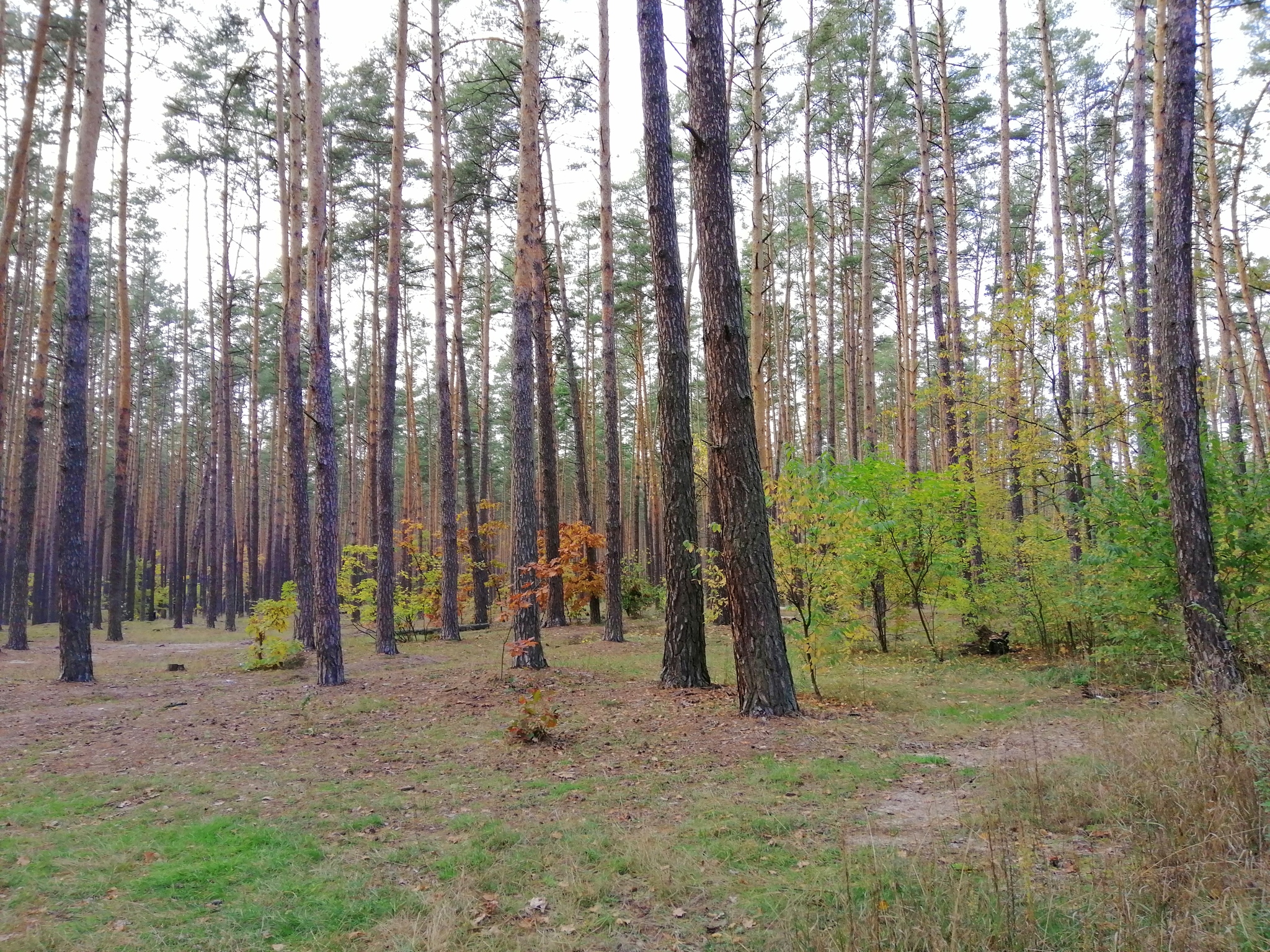 How we walked through fly agarics - My, Kiev, Mushrooms, Fly agaric, Pushcha voditsa, Silent hunt, Longpost