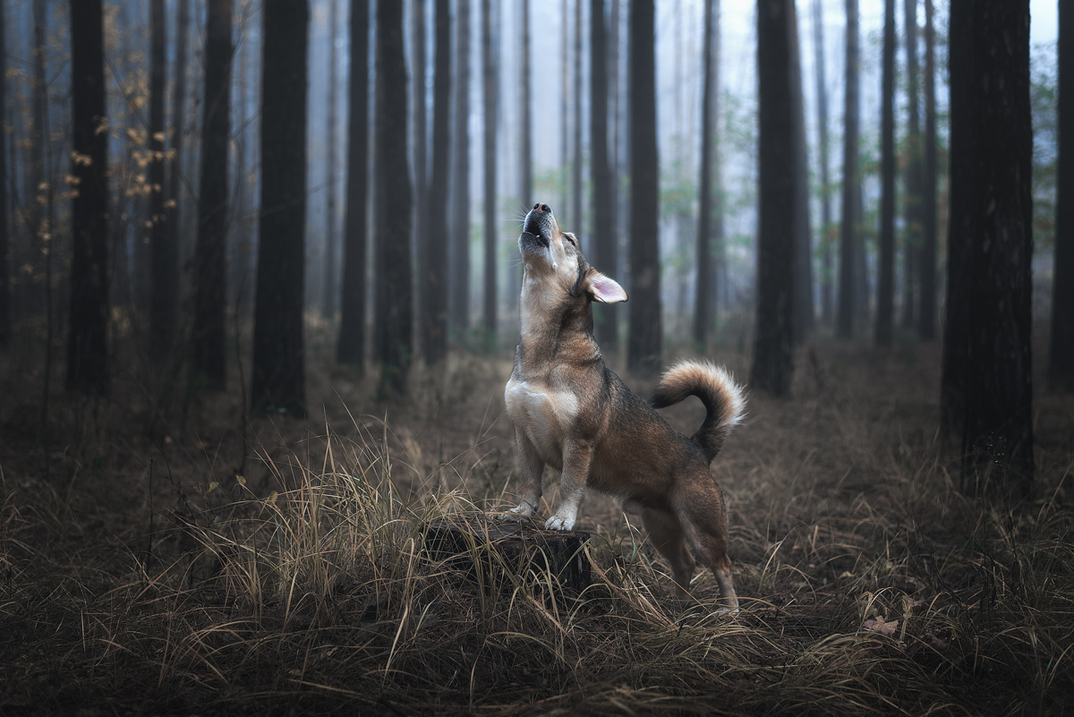 My little wolf - My, Dog, Cur, Nature, Fog, Nikon D750