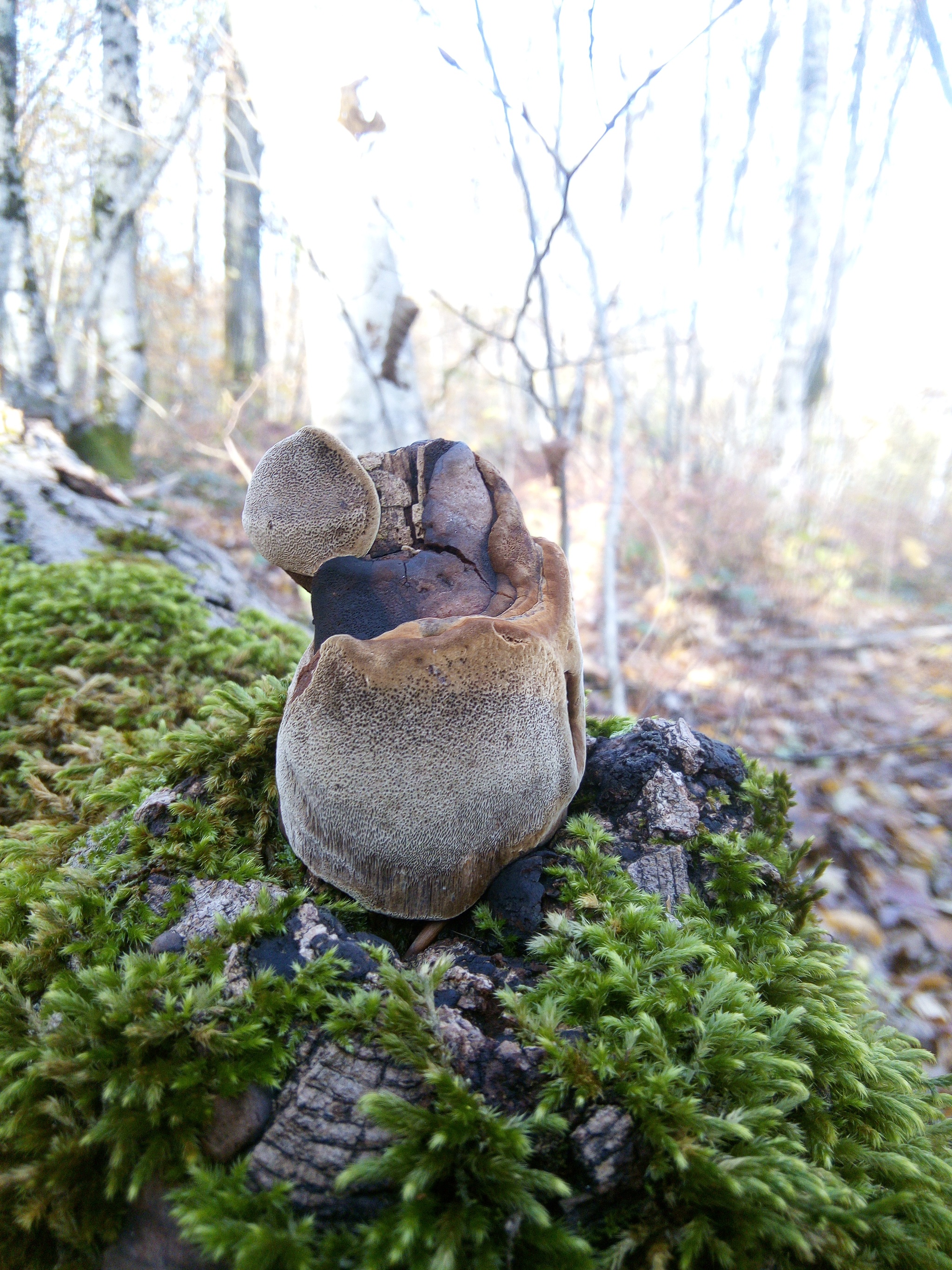 Are mushrooms in the forest edible??? - Mushrooms, Forest, Mycology, Esculent, Longpost