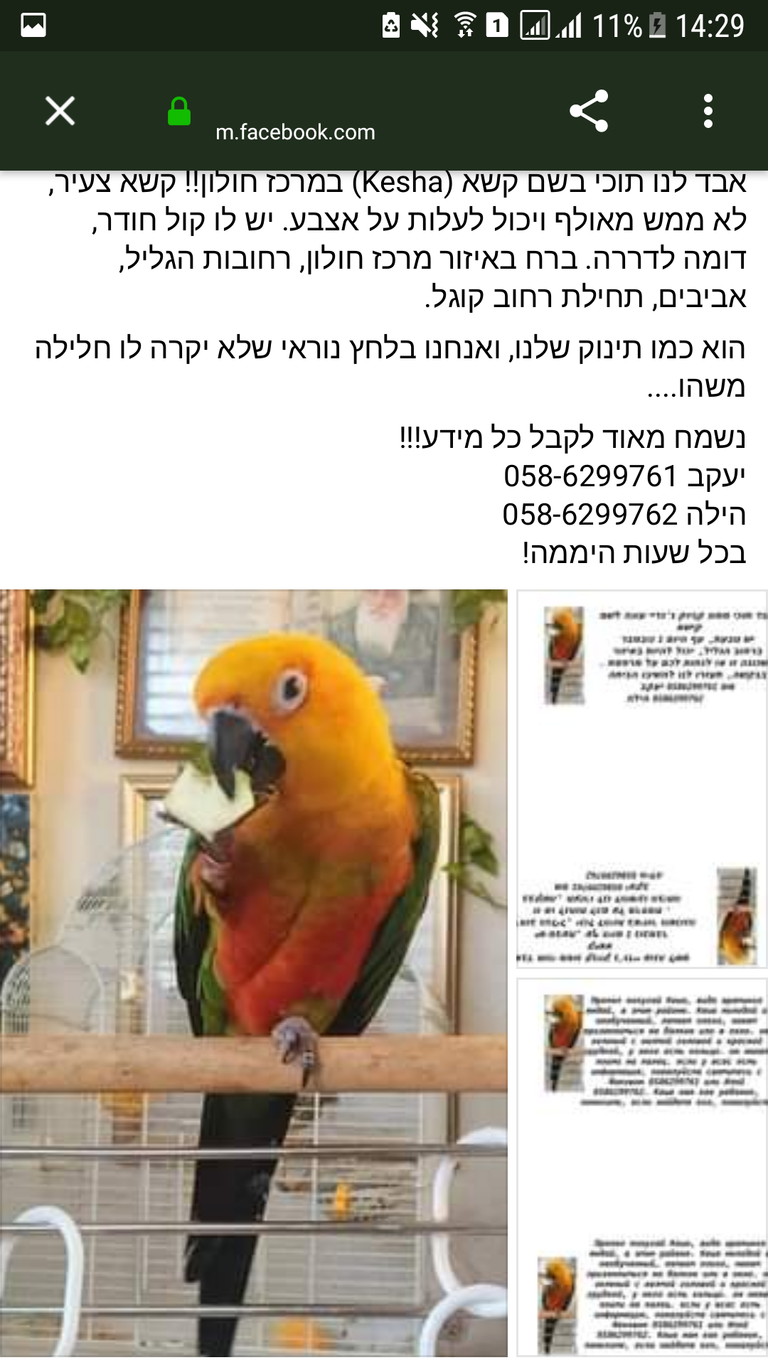 A parrot was lost in the city of Holon (Israel) (unrated post) - No rating, A parrot, Israel, Lost, Holon, Longpost