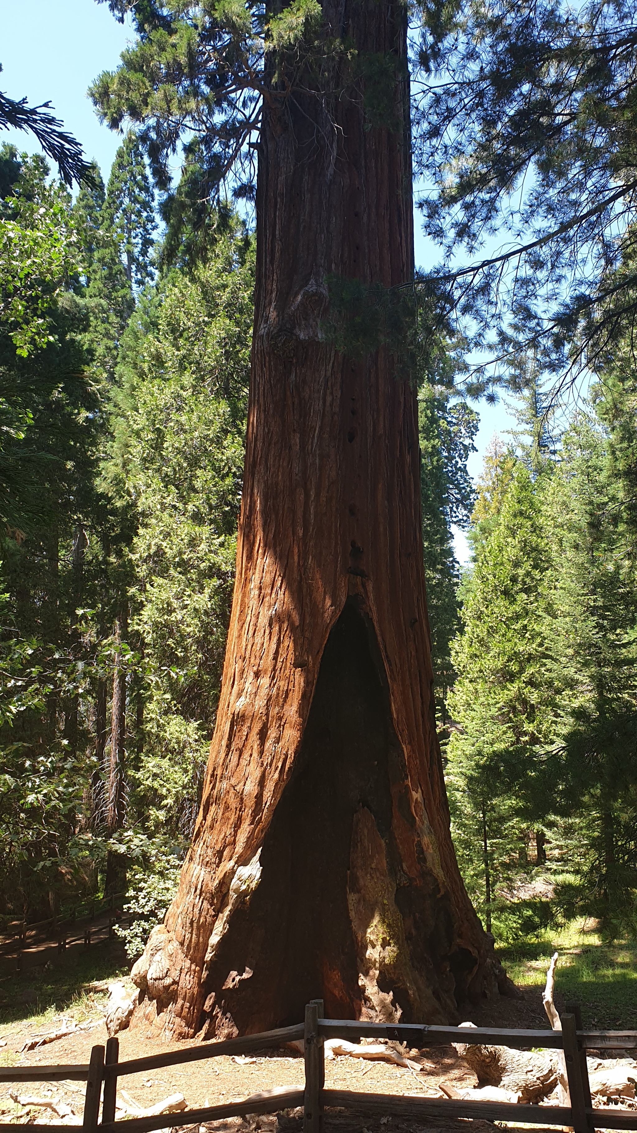 Sequoia cone - My, Travels, Sequoia, National park, The photo, USA, Longpost