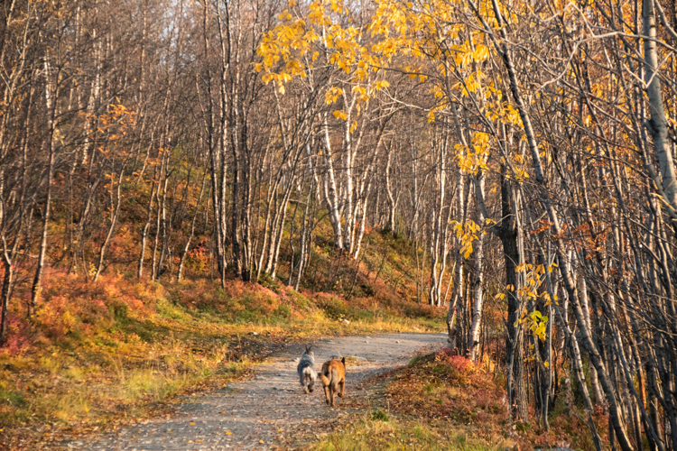 Remembering autumn - My, Autumn, Forest, Dog, Squirrel