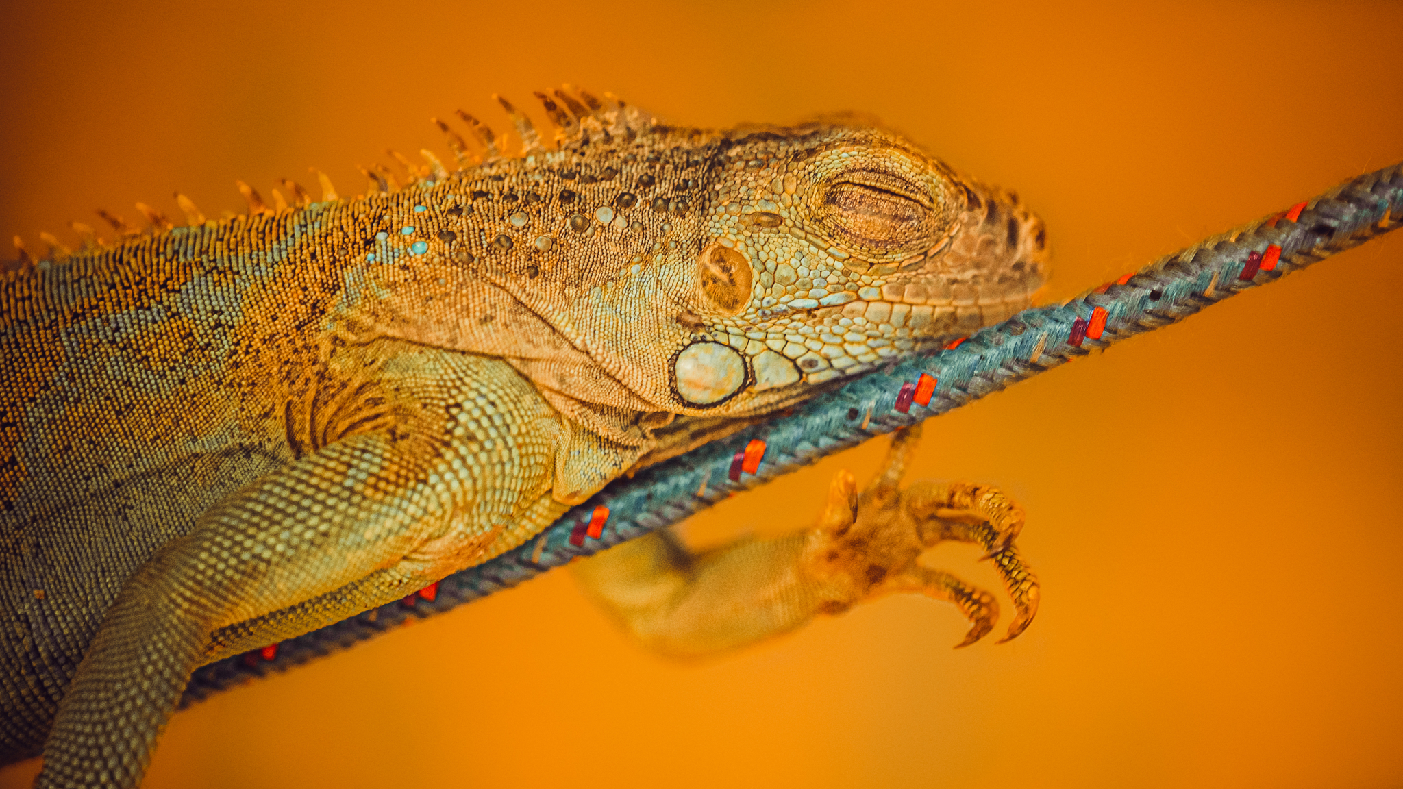 Colourful dreams - My, The photo, Macro, Macro photography, Iguana, Dream