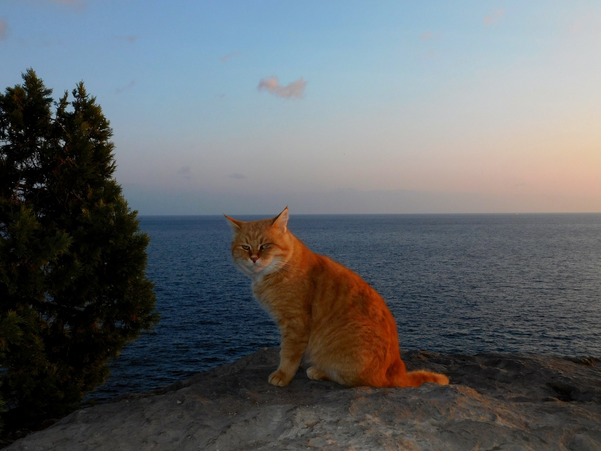 Недовольный рыжий кот на море