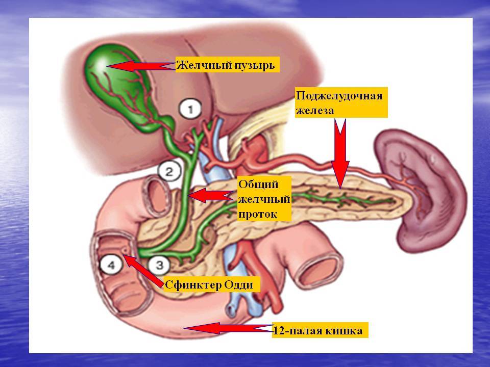 Желчный пузырь и поджелудочная где. Пищеварительная система человека поджелудочная железа строение. Строение поджелудочной железы сфинктер Одди. Желчный пузырь сфинктер Одди анатомия. Санториниев проток поджелудочной железы.
