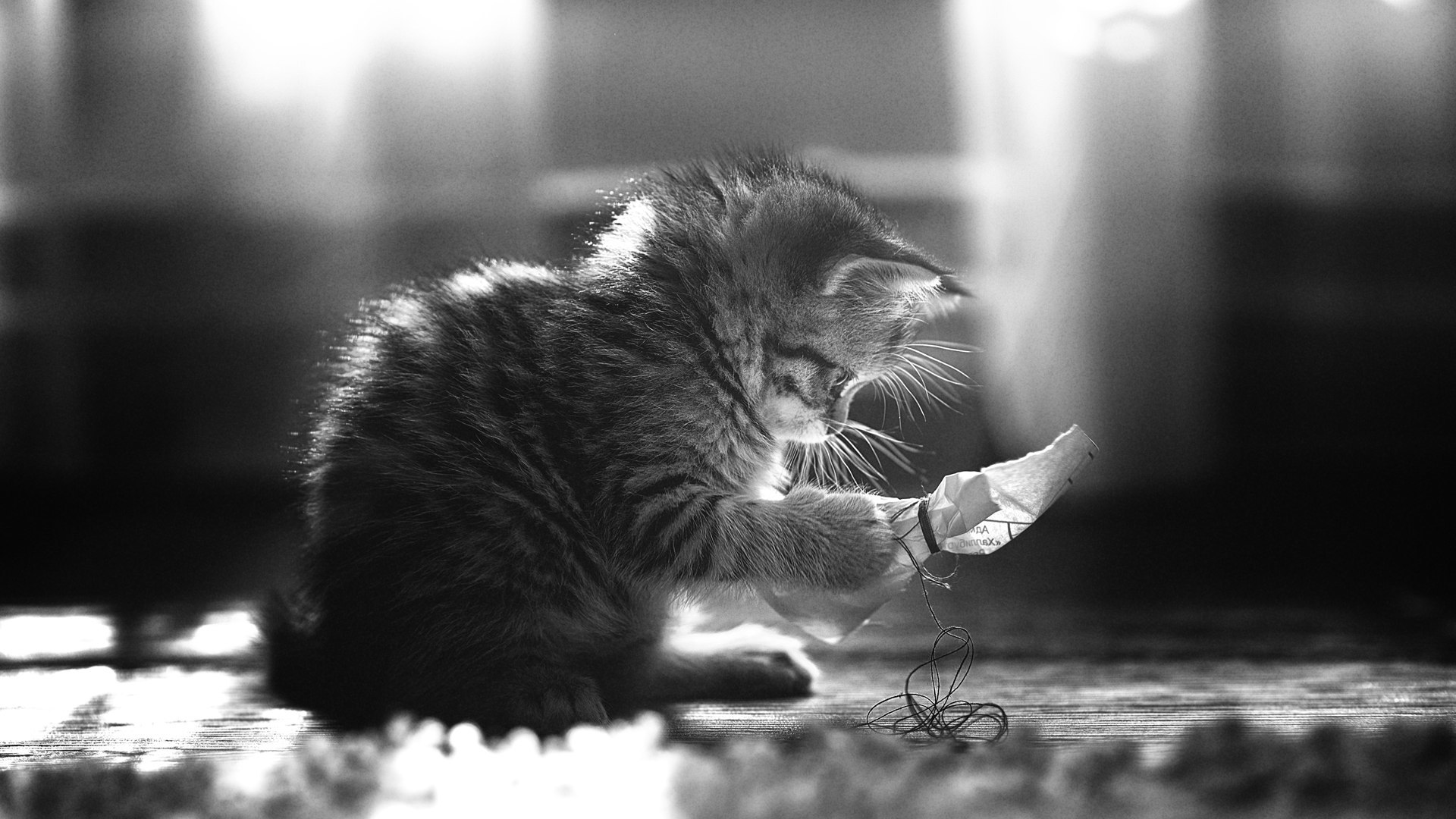 The story of one kitten (series) - My, The photo, cat, Kittens, Black and white, Black and white photo, Nikon, Longpost