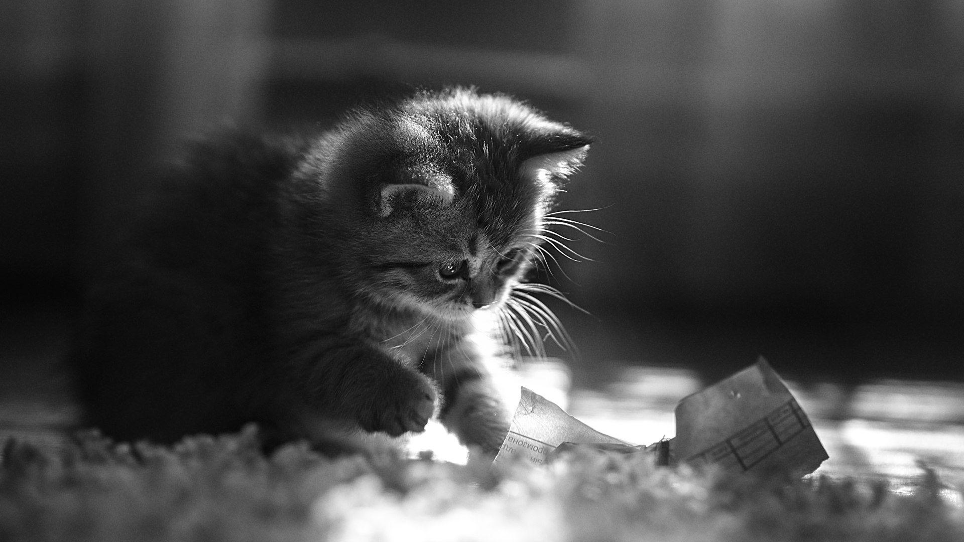 The story of one kitten (series) - My, The photo, cat, Kittens, Black and white, Black and white photo, Nikon, Longpost