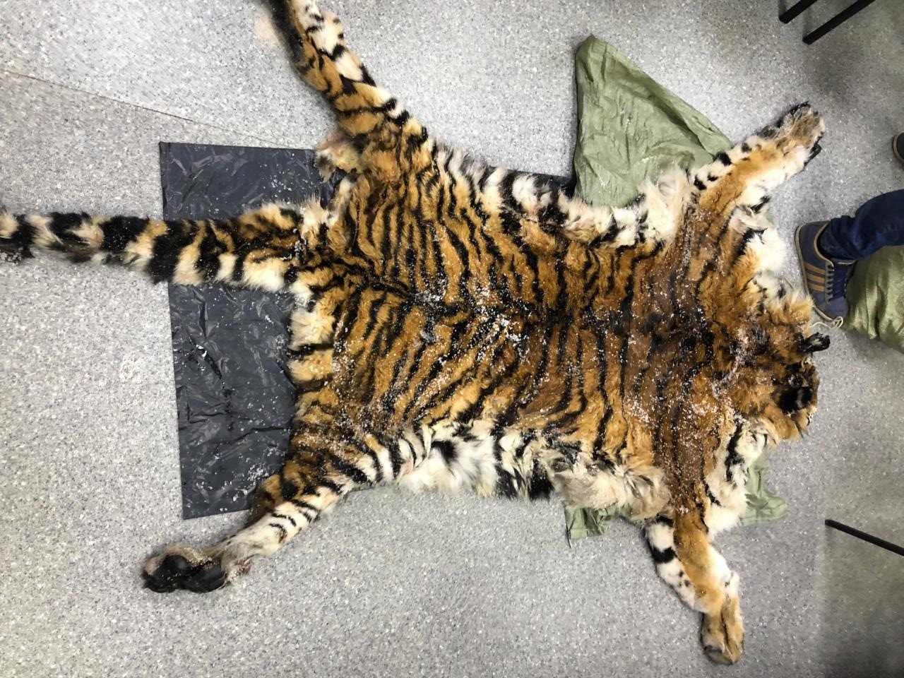 In the Primorsky Territory, poachers were detained who killed and tried to sell the skin and body parts of two Amur tigers - Amur tiger, Tiger, Poachers, Red Book, Primorsky Krai, Longpost, Negative