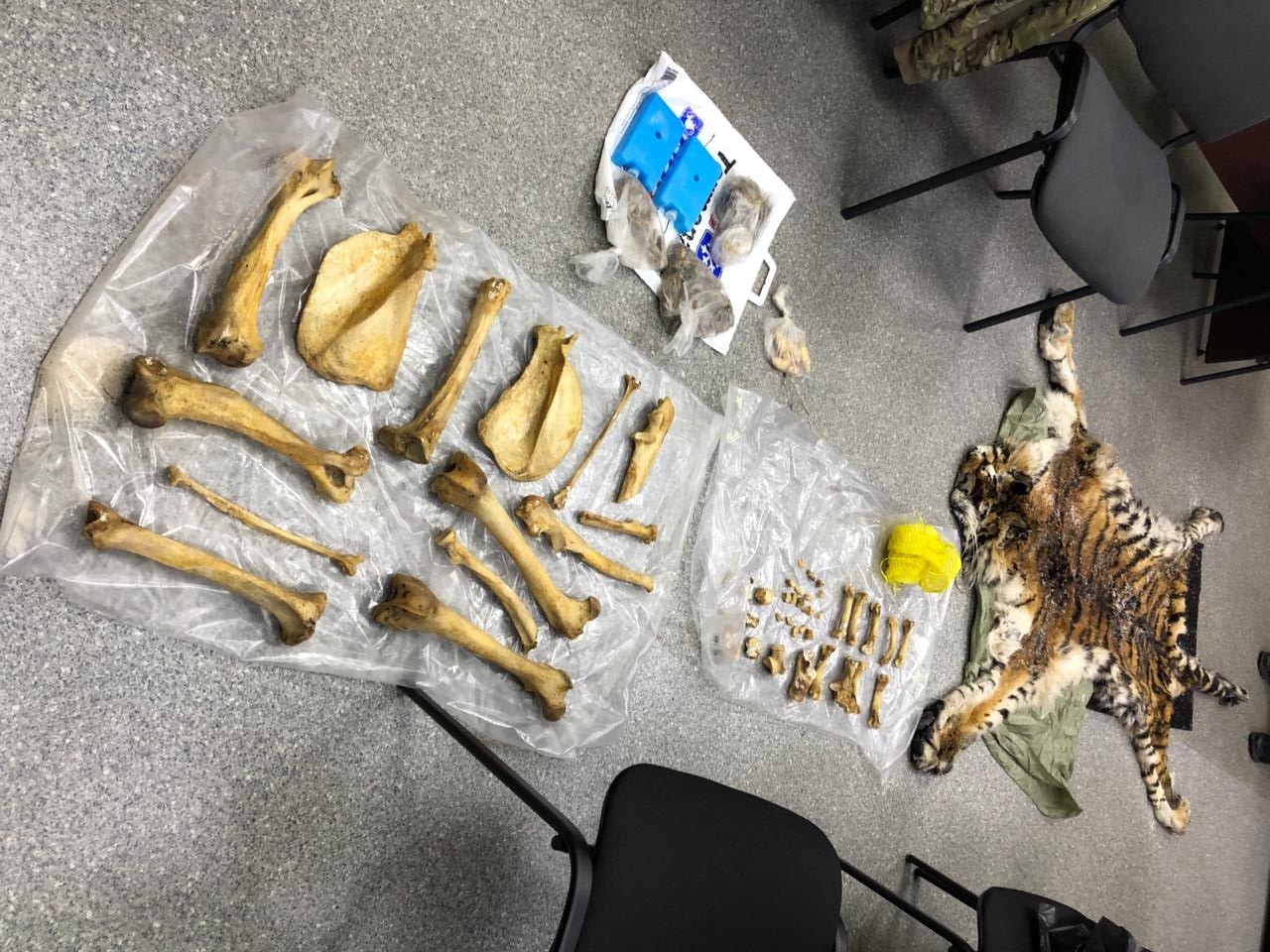 In the Primorsky Territory, poachers were detained who killed and tried to sell the skin and body parts of two Amur tigers - Amur tiger, Tiger, Poachers, Red Book, Primorsky Krai, Longpost, Negative