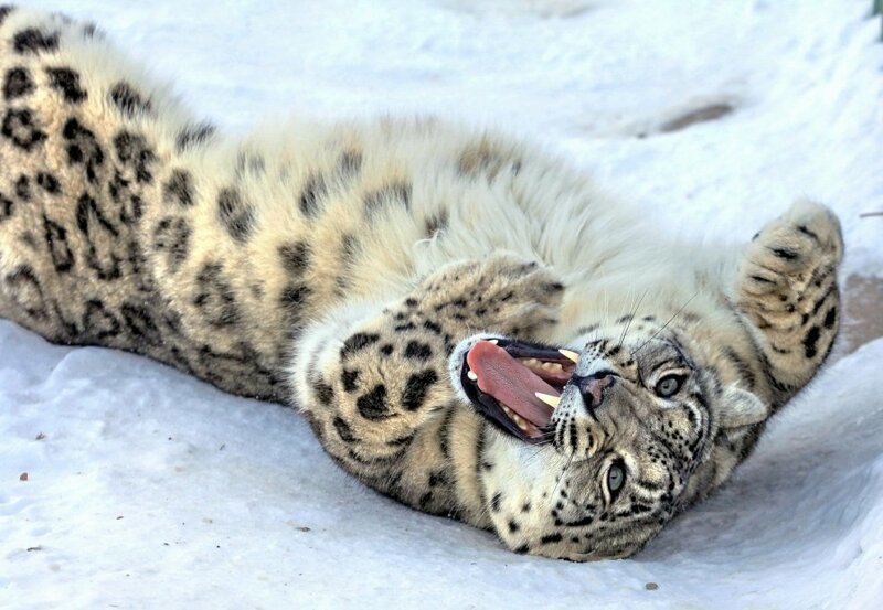 So why does a snow leopard chew its tail? - Snow Leopard, Animals, The photo, Video, Longpost, Big cats, Tail, Cat family, Predatory animals, Wild animals