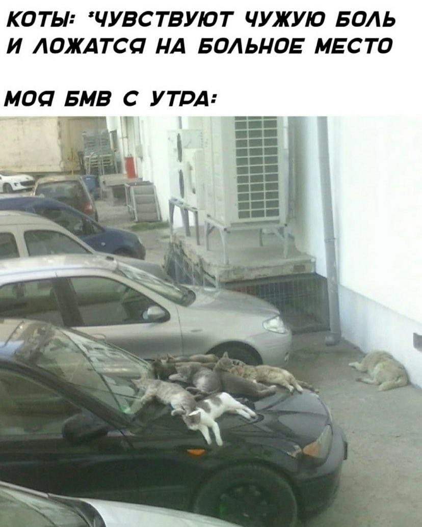 Коты... - БМВ Е46, Коты это жидкость, BMW, Кот