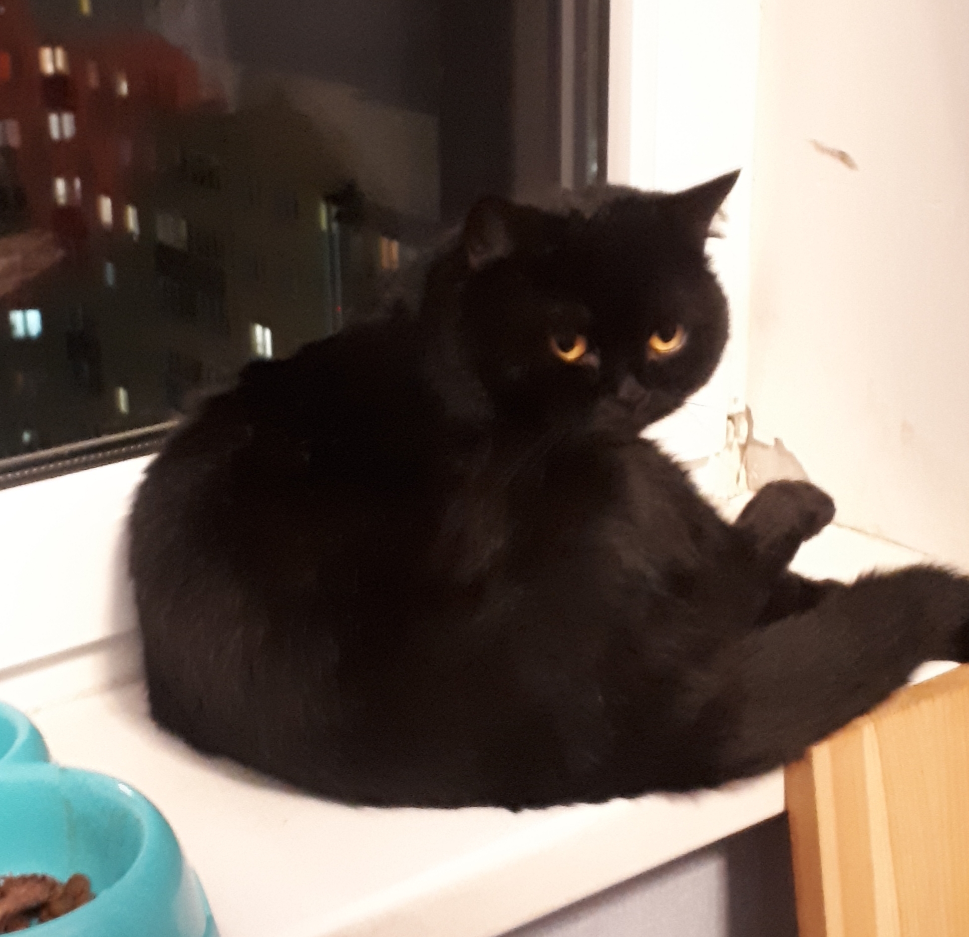 Continuation of the post “Cat found. I'm asking for advice on overcoming stress. - My, No rating, Found a cat, Novoye Devyatkino, Stress, British cat, cat, Reply to post, Longpost, Black cat