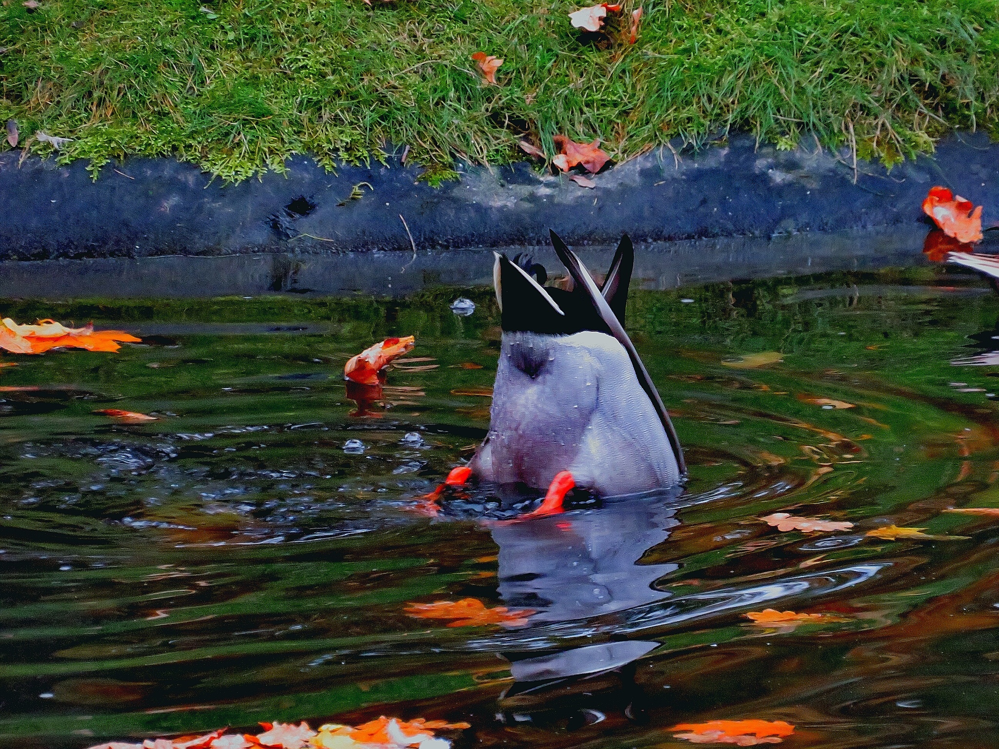 Some lake birds - My, Photoshop, Canon, Nikon, Longpost, The photo, Birds, Mandarin duck