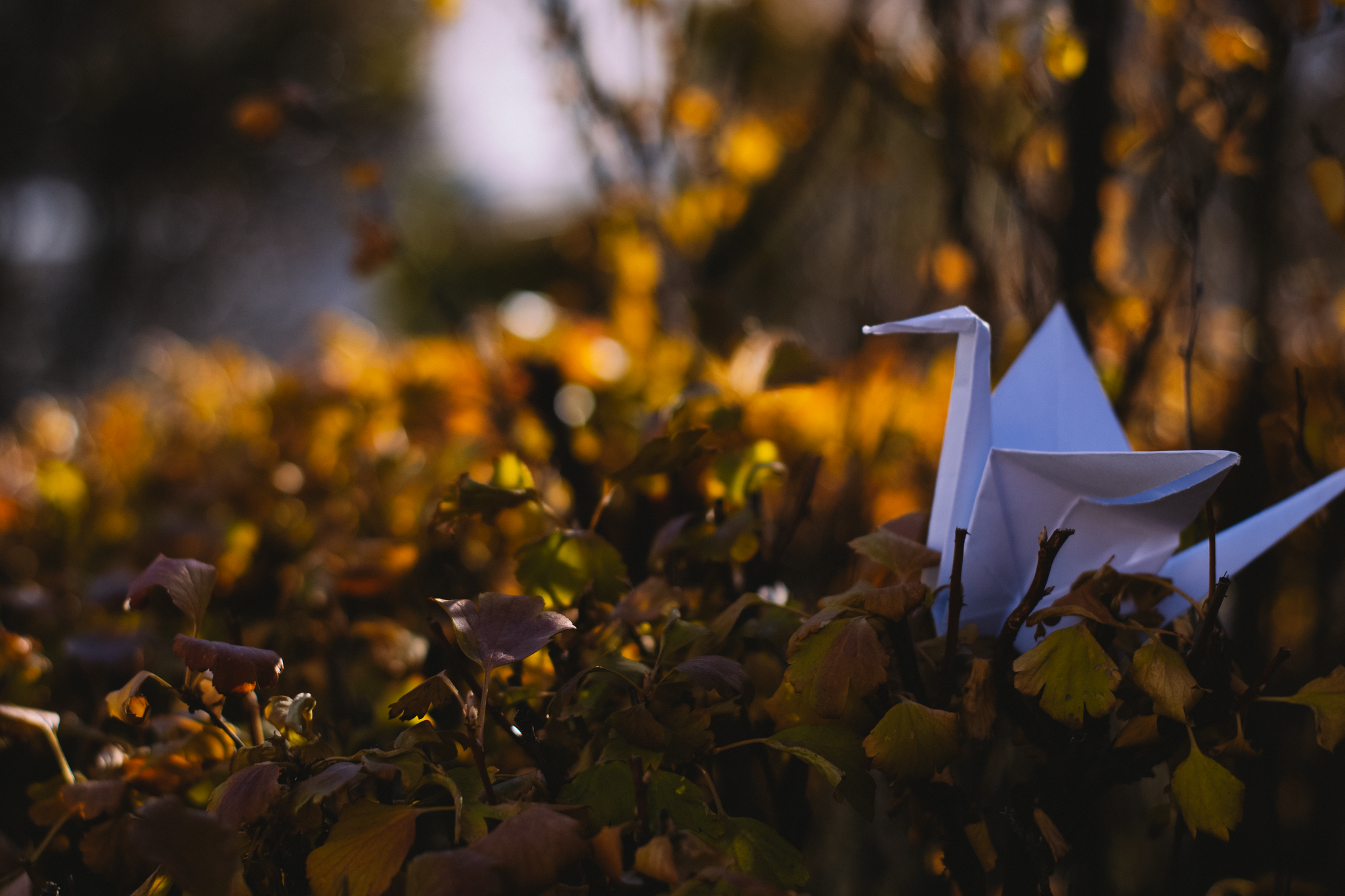 Autumn paper crane - My, The photo, Nikon d3100, Paper cranes