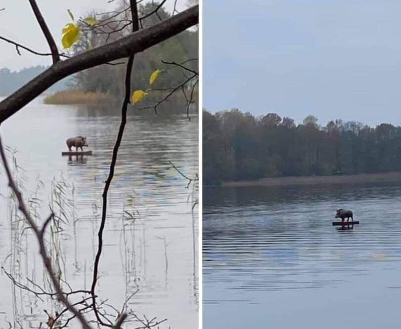 Wild boar migration - River, Boar, Alloy, The photo