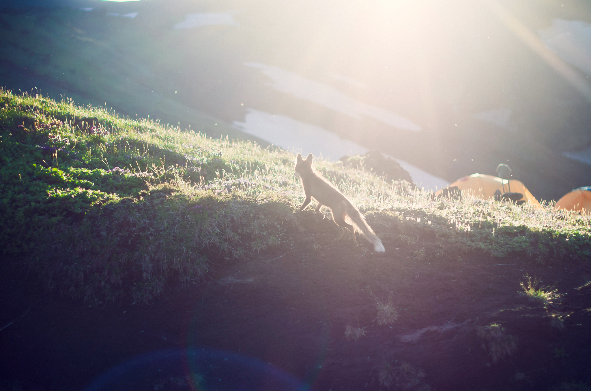 The story of a fox who was looking to devour tourists in a camp - My, Nature, wildlife, Fox, Kamchatka, Hike, Tourism, Wild animals, Longpost