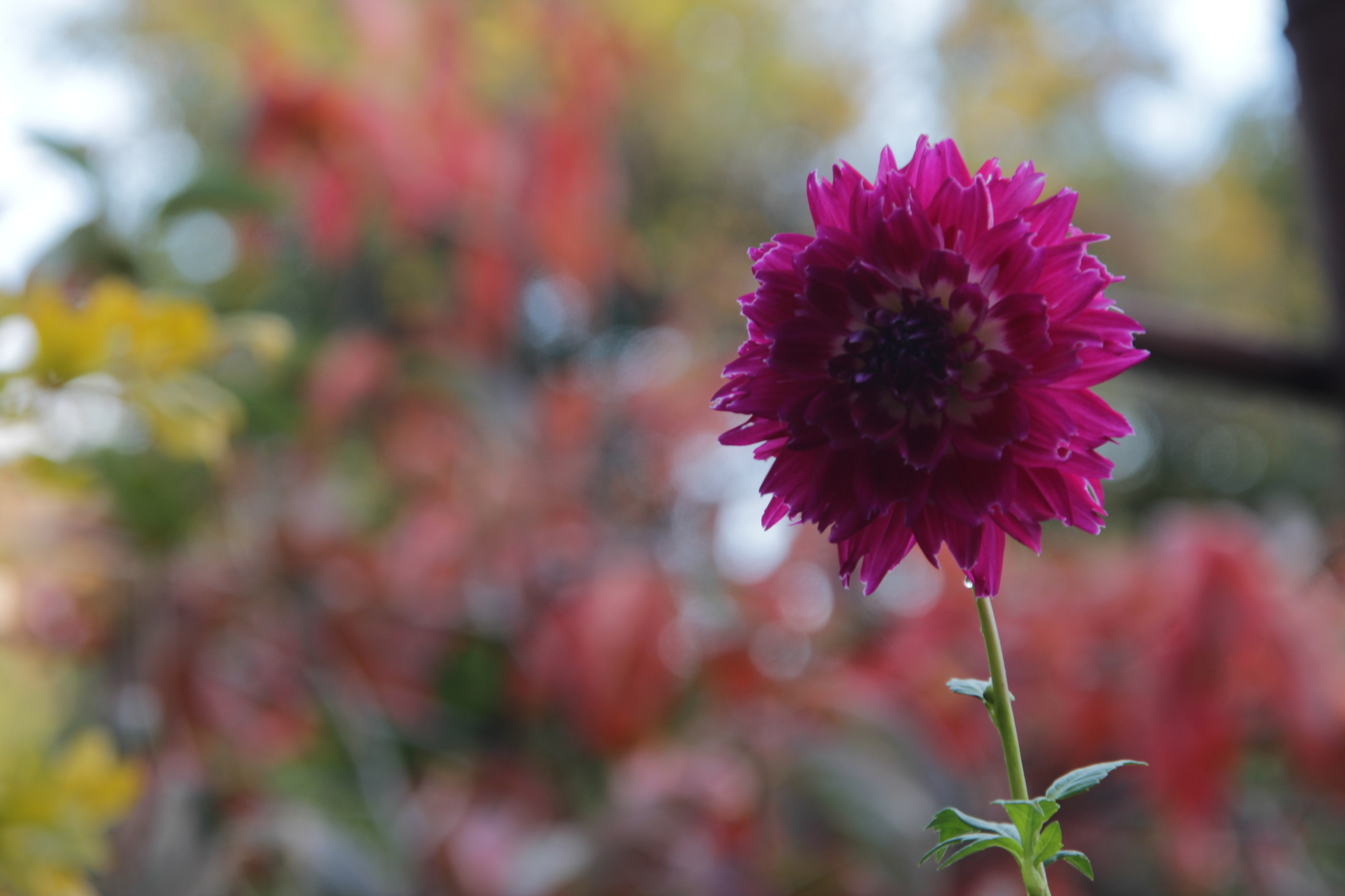 November in my garden - My, Garden, Garden, Dahlias, the Rose, Pansies, Grape, Persimmon, Garnet, Фрукты, Harvest, Crimea, November, Longpost, The photo