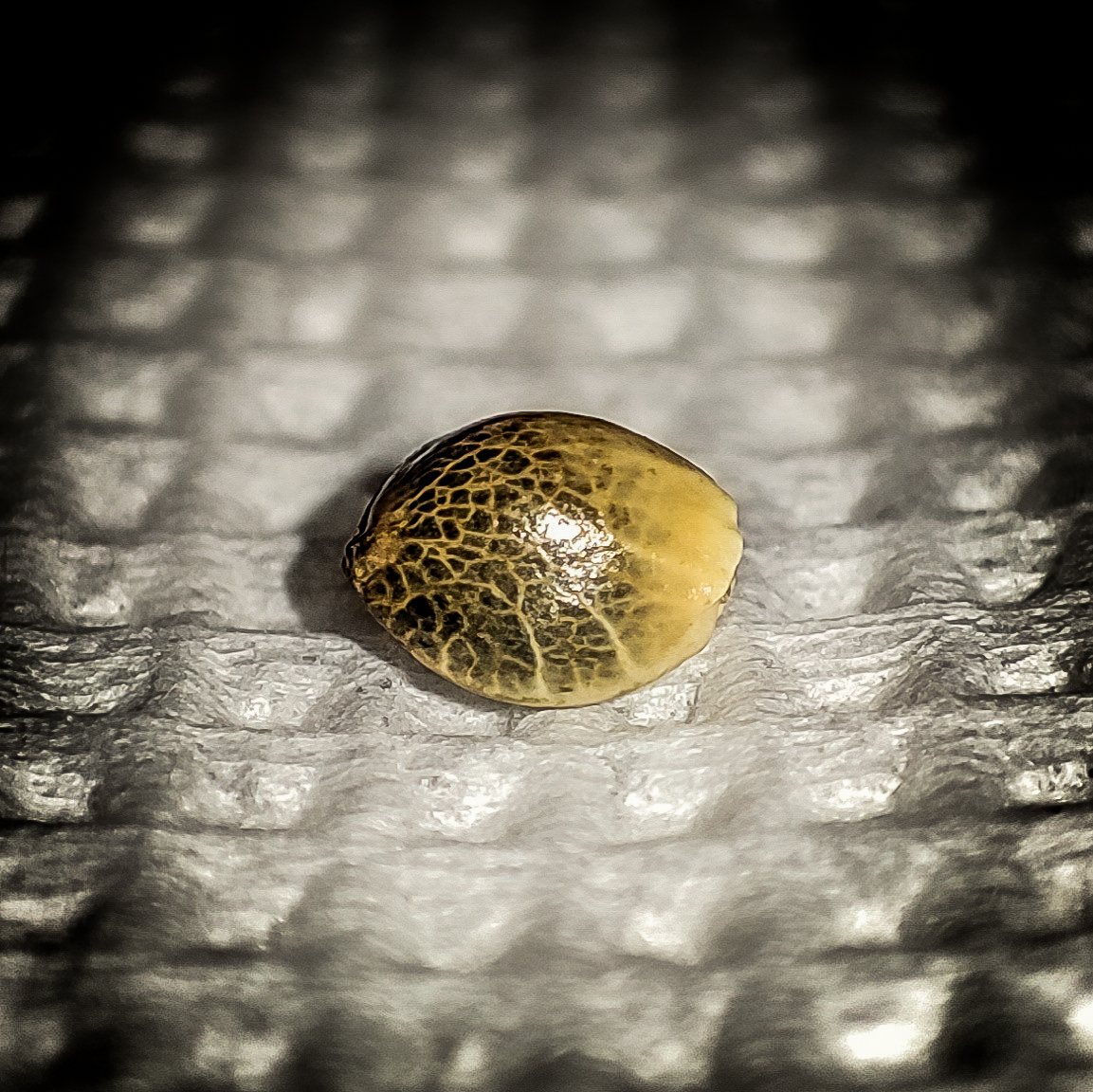 Dragon egg - My, Macro photography, Mobile photography