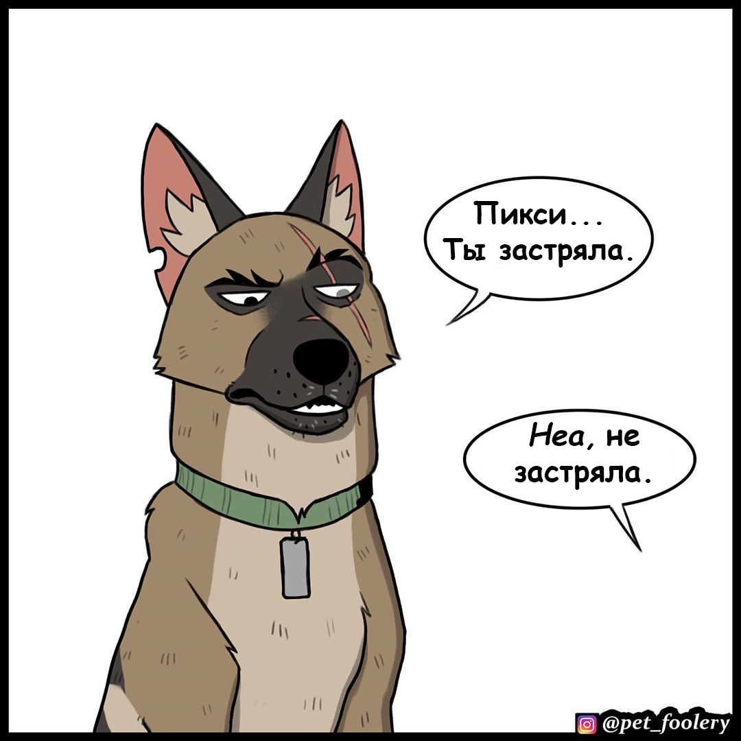 Иногда ты просто должен попробовать - Pet Foolery, Брут и Пикси, Комиксы, Длиннопост, Собака, Кот