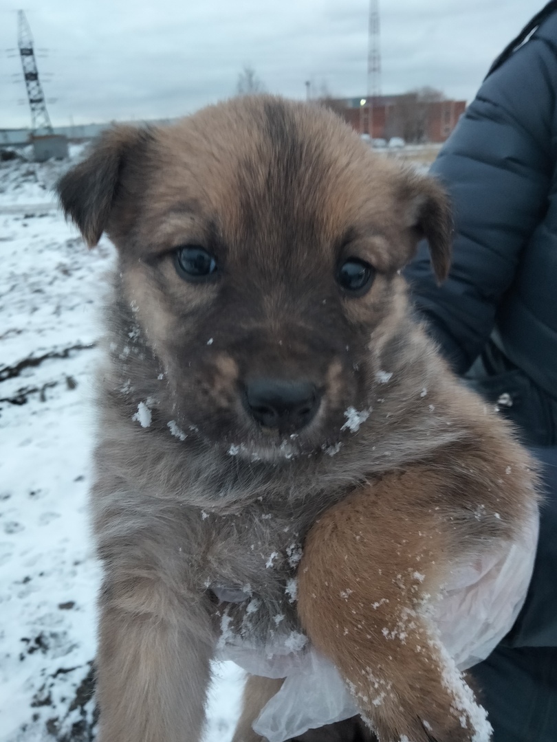 Puppies are looking for owners - My, In good hands, Puppies, Lost, No rating, Search for animals, Good league, Animals, Longpost, Chelyabinsk, Chelyabinsk region, Kopeysk, Dog