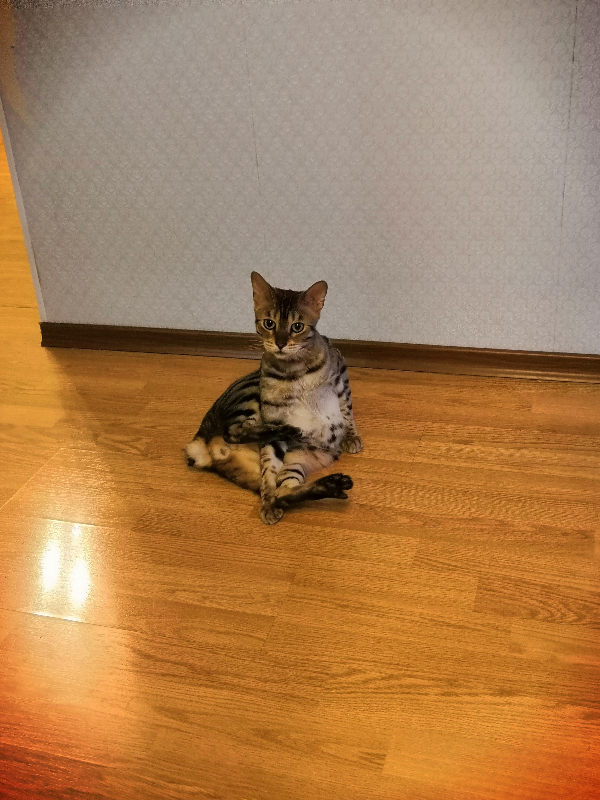 Need a cat psychologist - My, cat, Thai cat, Bengal cat, Milota, Longpost