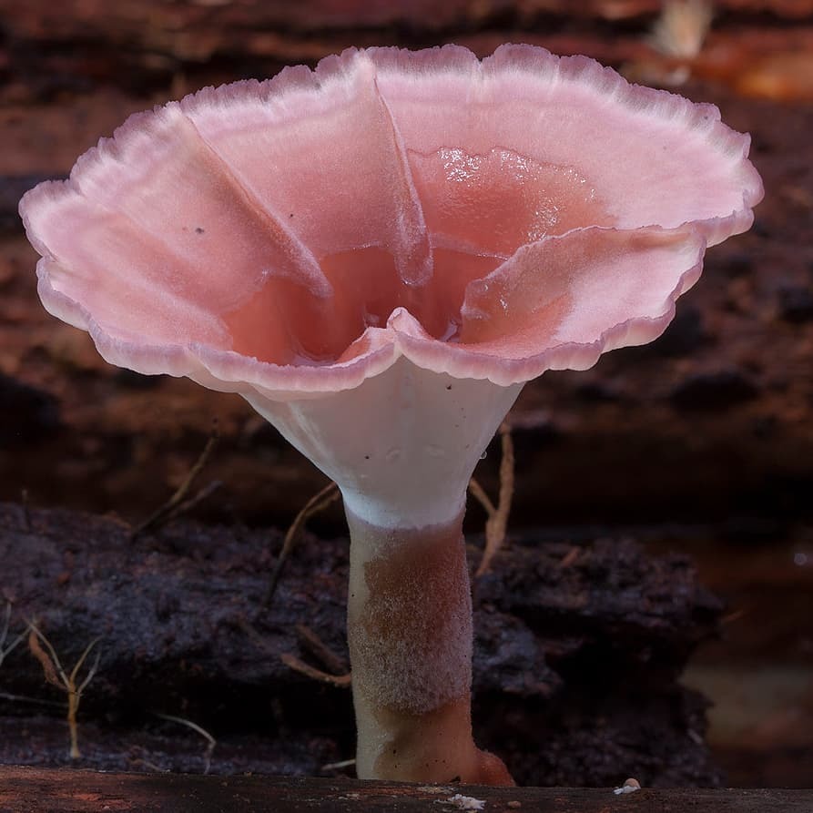 Have you been waiting for another mushroom selection? Of course, here she is! - Mushrooms, Mycelium, Mycology, Longpost