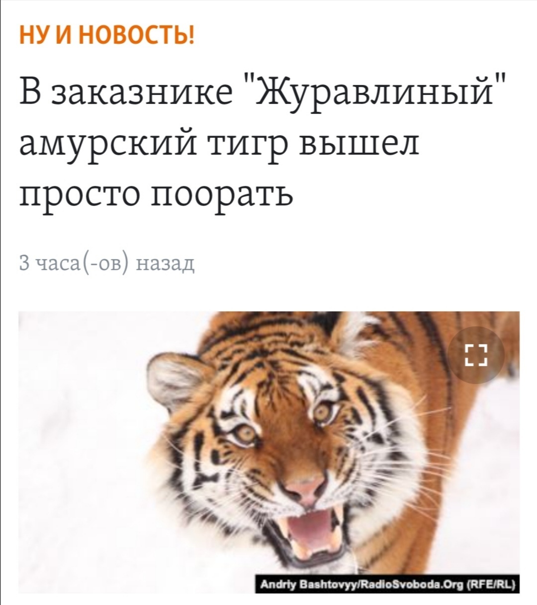 News worthy of 2020 - Picture with text, Animals, Amur tiger, Jewish Autonomous Region, Reserves and sanctuaries, 2020, Strange humor, Video