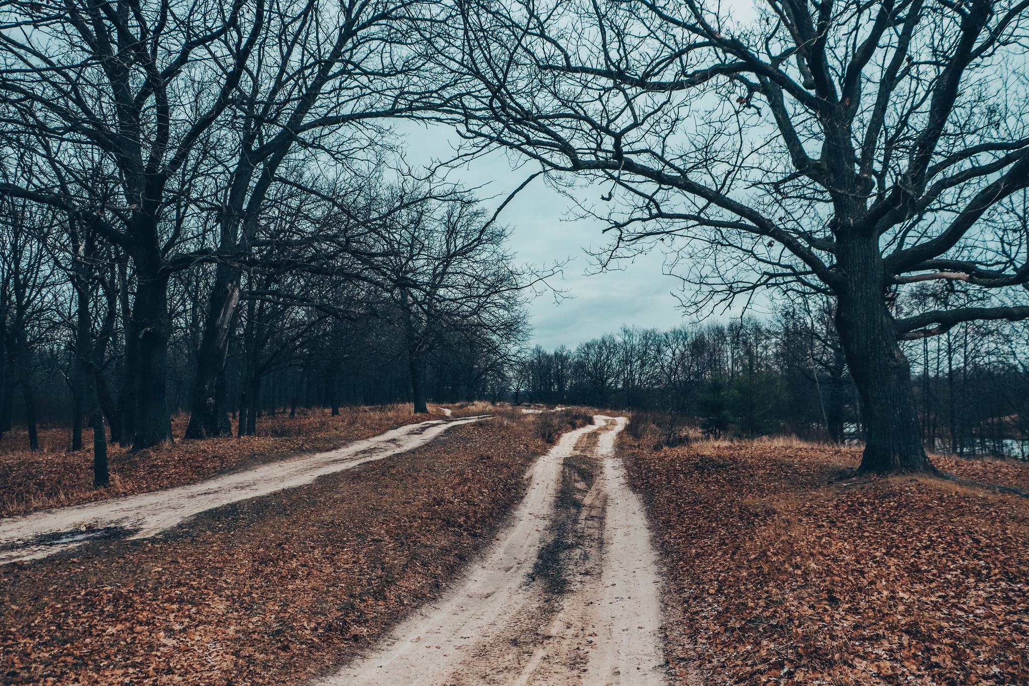 November - My, The photo, Autumn, Landscape, Mushrooms, A bike, Longpost