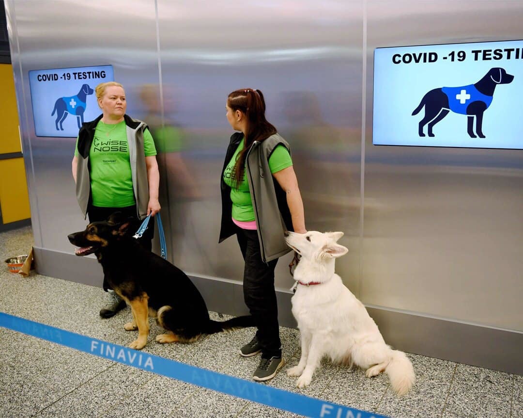 Helsinki Airport began using dogs to detect coronavirus in passengers - My, Dog, Dogs and people, The science, Coronavirus