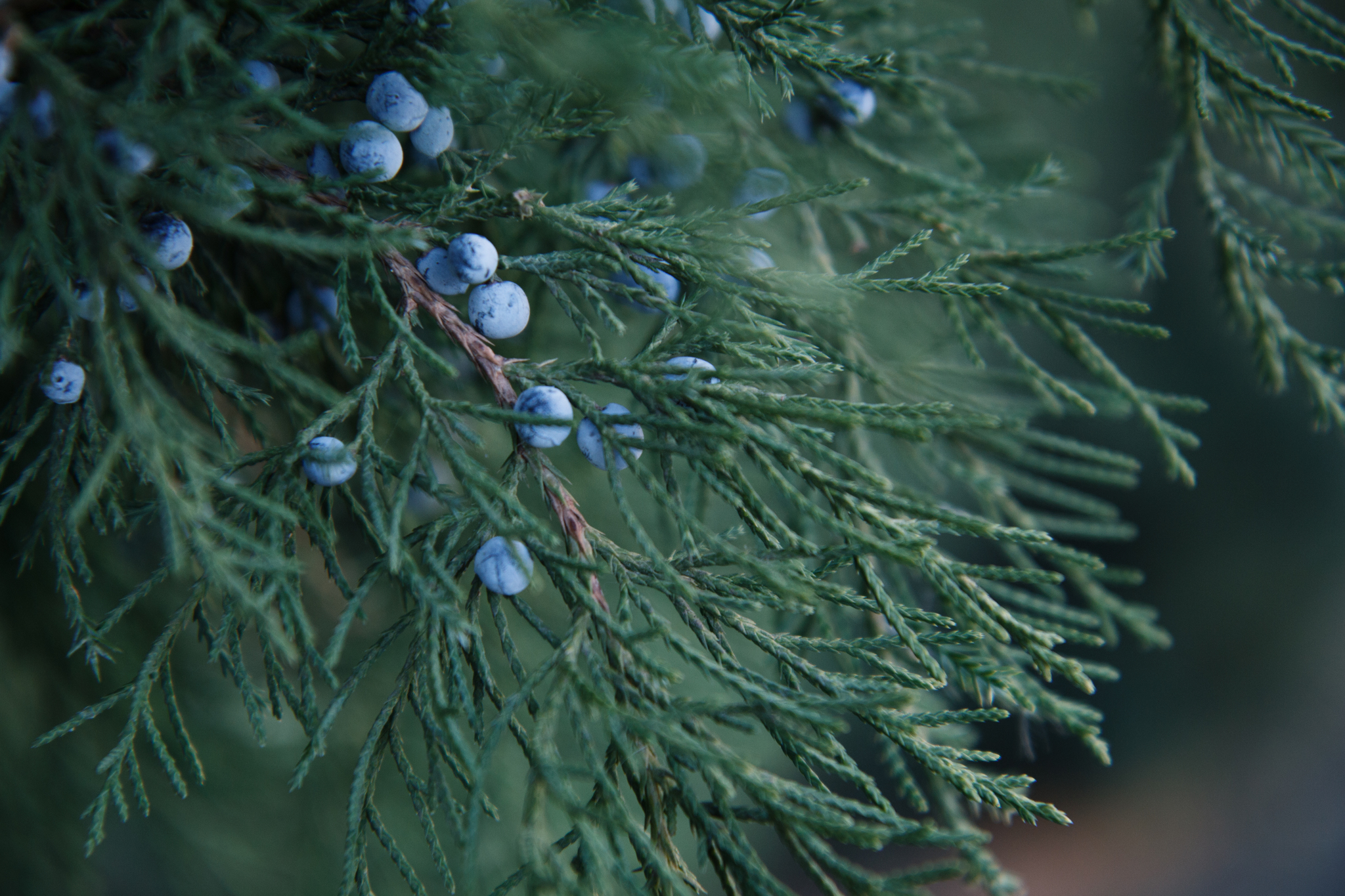 Twin brothers - My, Nature, Beginning photographer, The photo, Cypress, Juniper, Canon