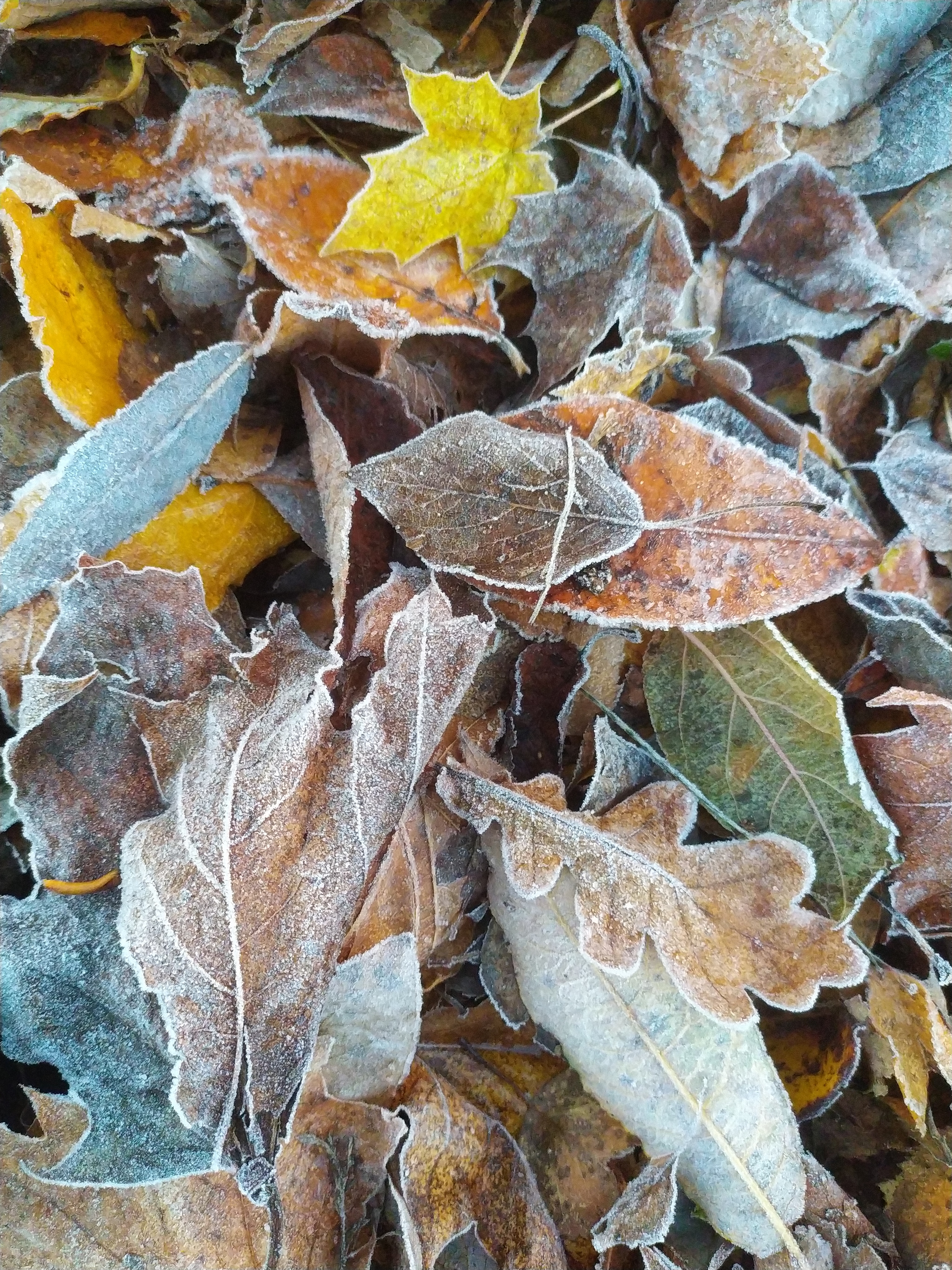 первые заморозки осенью фото