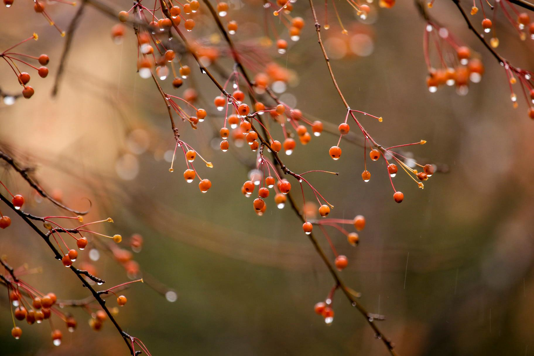 Tears of autumn - The photo, Autumn, Rain, Tit, Water drop