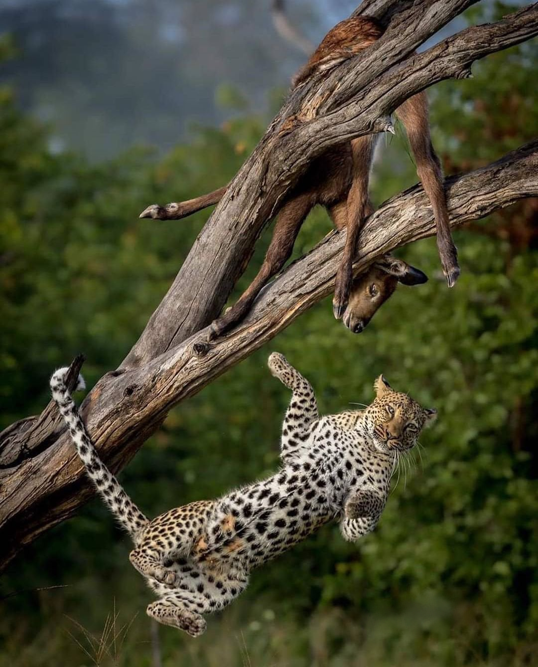 Fell) - Big cats, Leopard, The photo, Animals, Wild animals, Lucky moment