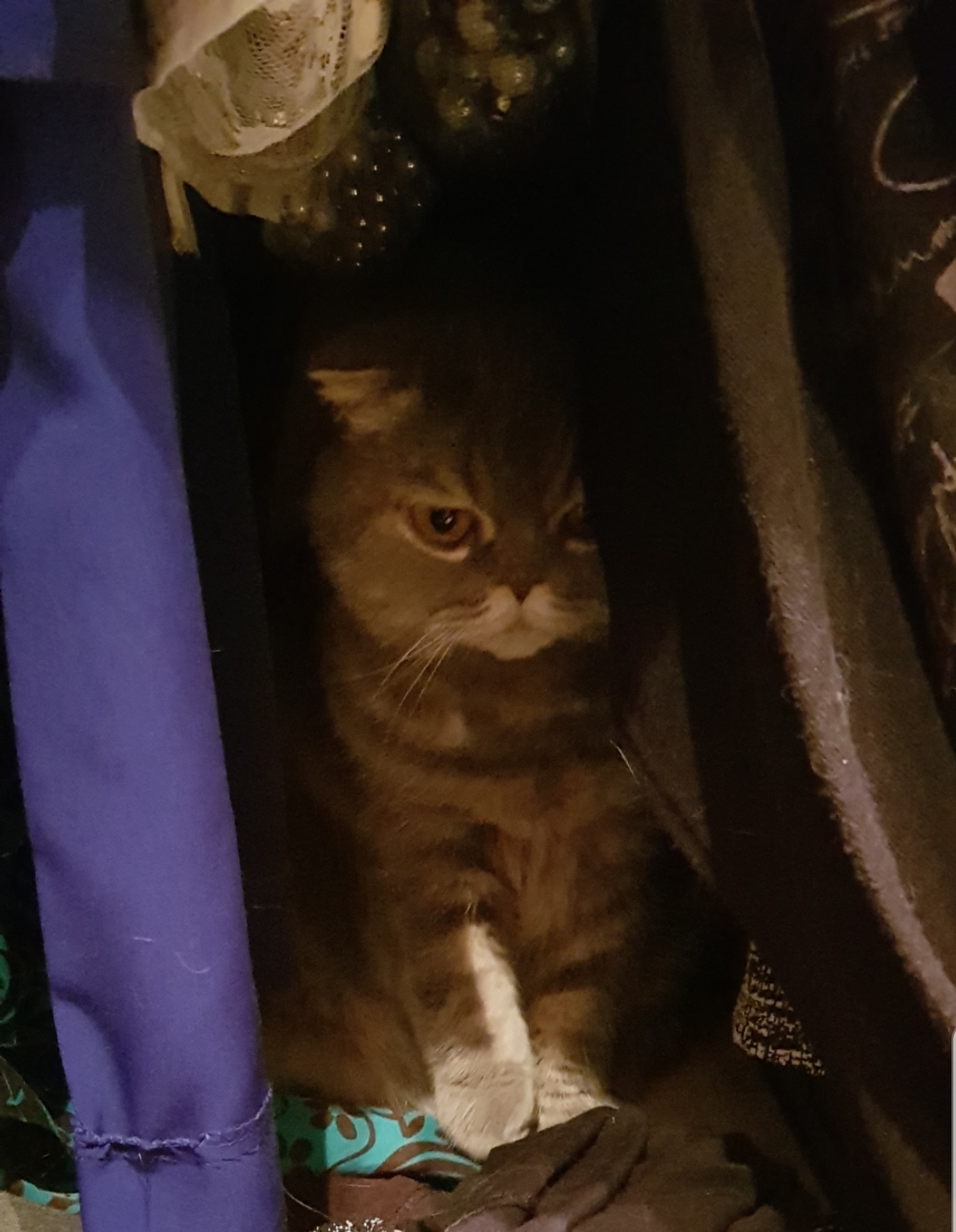 Don't kick me out - My, cat, Closet, Hide and seek