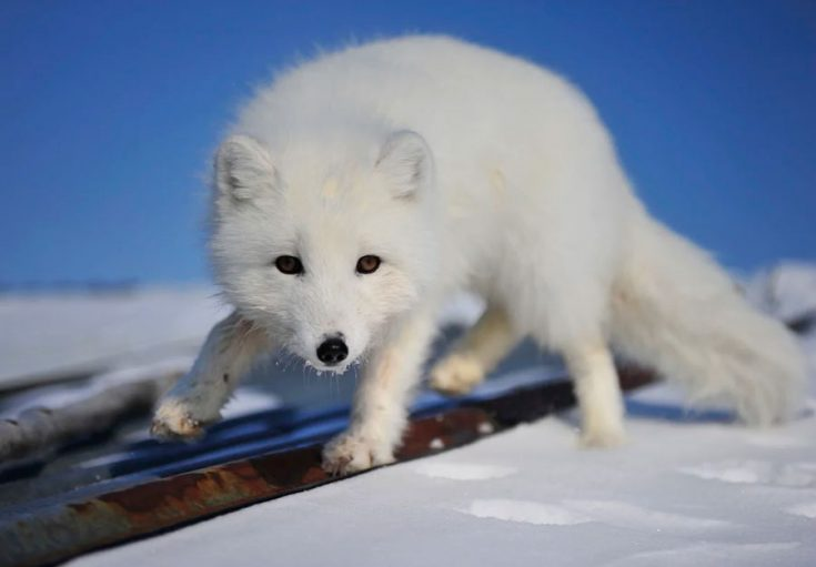 Arctic fox or arctic fox - Arctic fox, Longpost, The photo, Animals