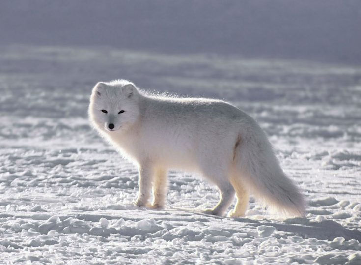 Arctic fox or arctic fox - Arctic fox, Longpost, The photo, Animals