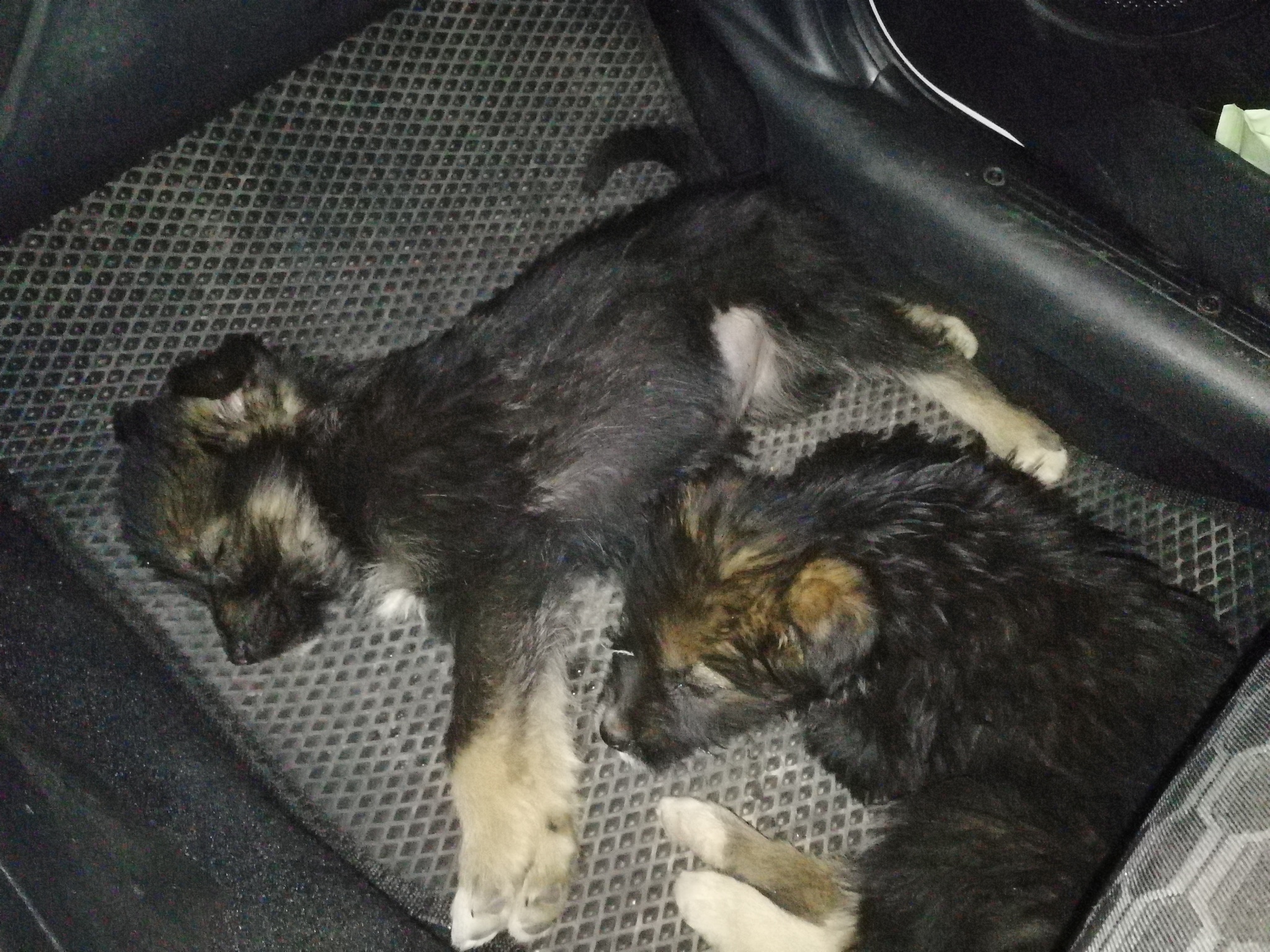 I picked up puppies on the road, I need some advice - My, Puppies, Dog breeds, Find, Road, In good hands, Video, Longpost, Naberezhnye Chelny, No rating, Dog