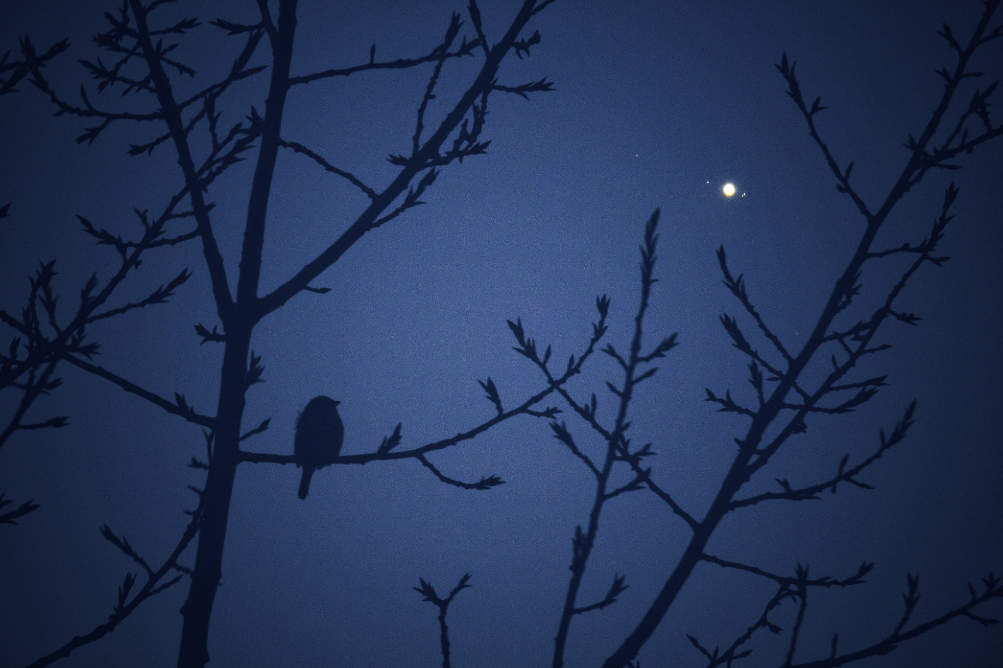 Sparrow and Jupiter - My, The photo, Space, Jupiter, Sparrow, Landscape, Astrophoto