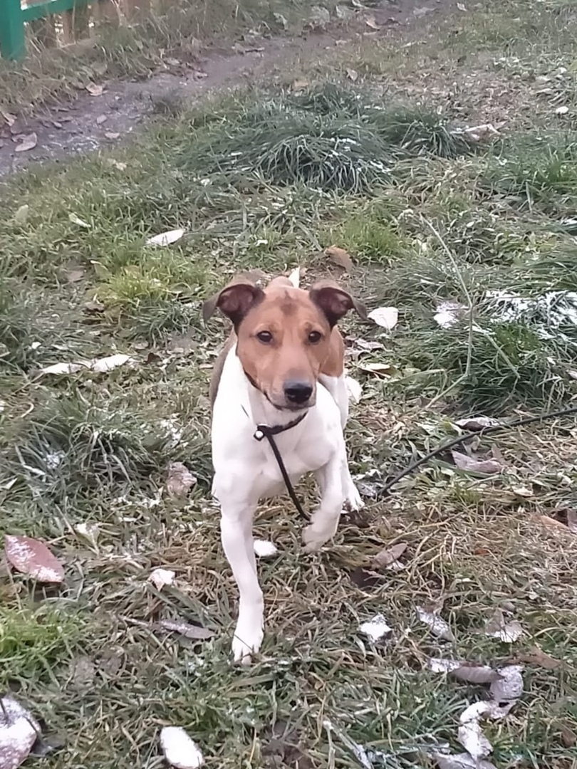 In good hands Jack Russell - My, Found a dog, Jack Russell Terrier, Longpost, Dog, In good hands, Kolomna, No rating