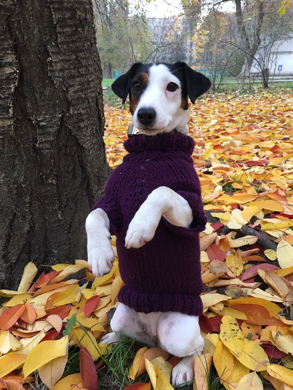 Sweater for dogs - My, Dog, Needlework without process, Needlework, Knitting, Longpost, Clothes for animals