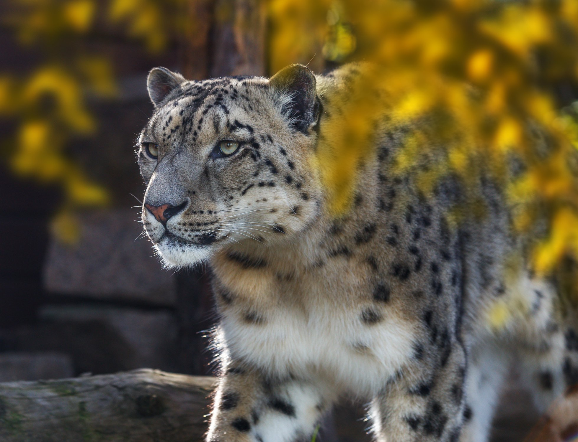 Snow leopard... sik) - Snow Leopard, Big cats, Wild animals, Nature, The national geographic, The photo, Bogdanov Oleg, Animals, Longpost