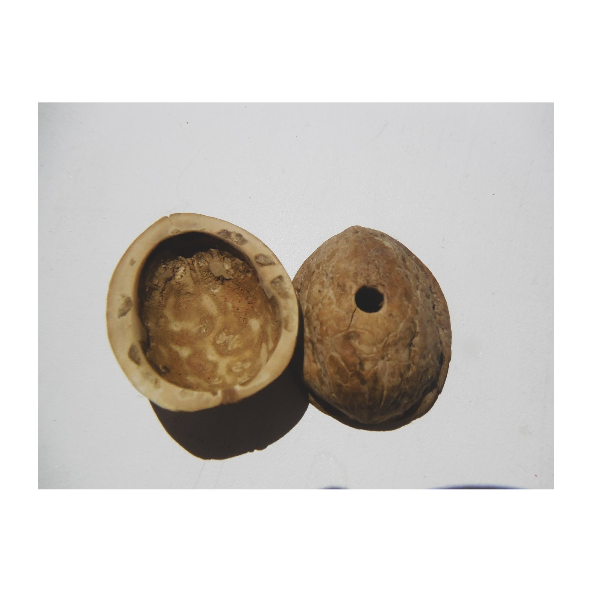 Walnut camera - My, The photo, pinhole, Longpost, Walnuts, Shell