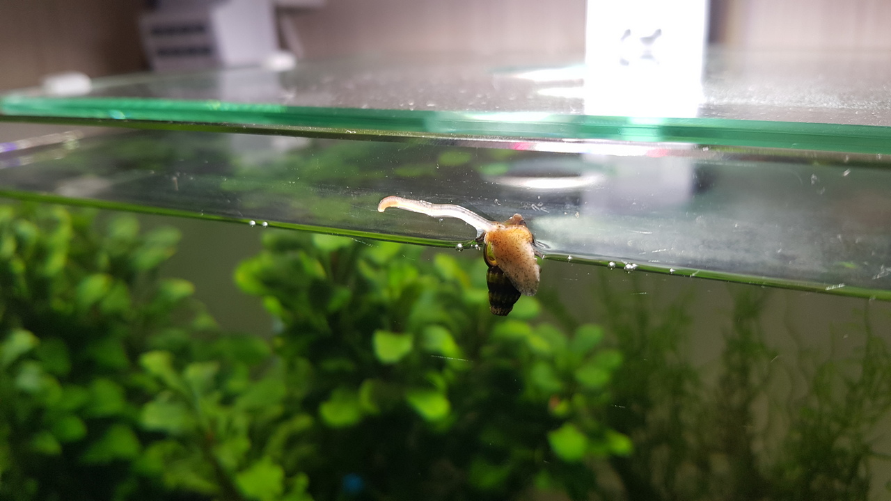 snail - My, Helena, Snail, Aquarium, Aquarium