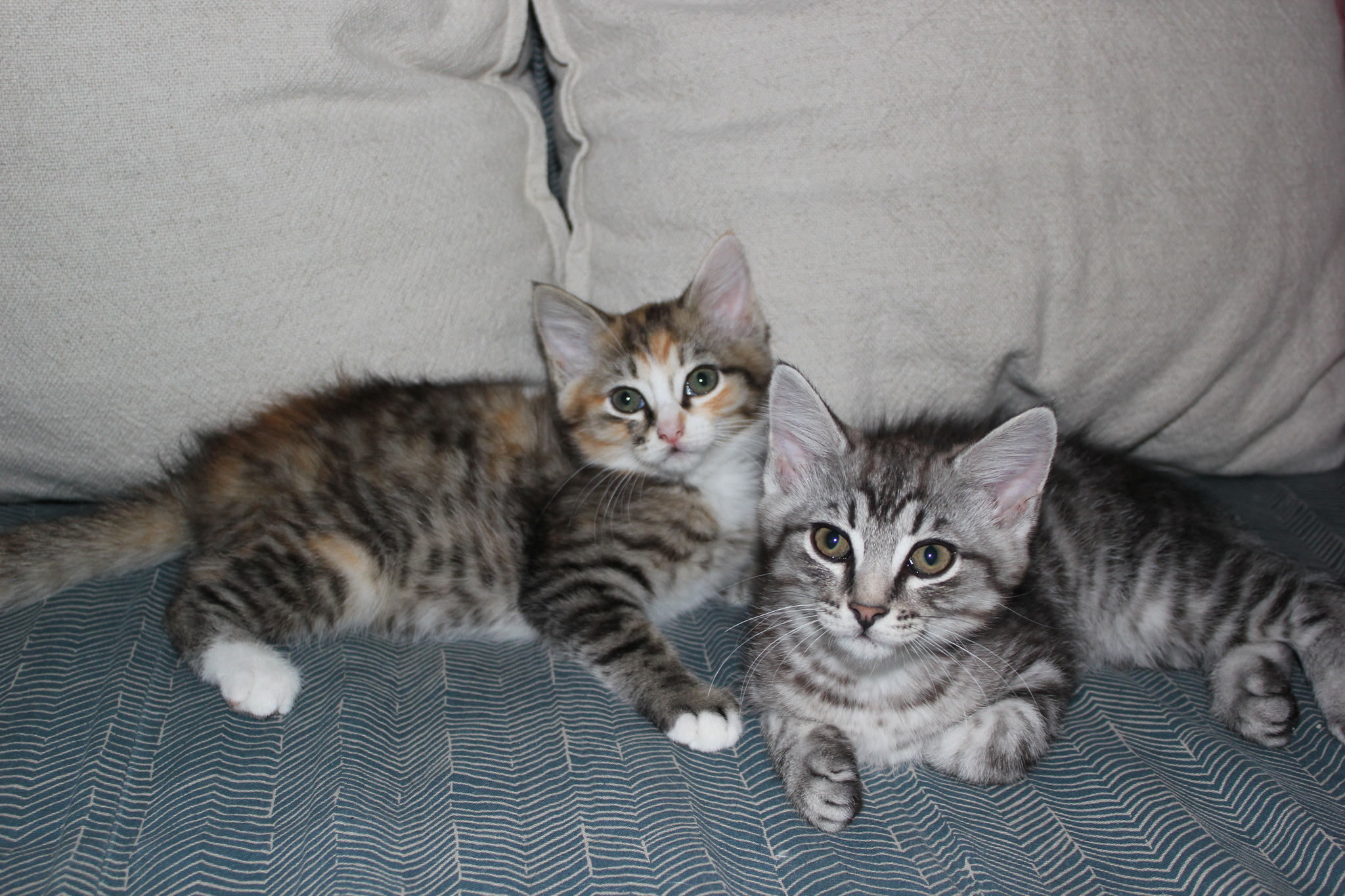 Kittens to a new home - My, Kittens, In good hands, Novosibirsk region, cat, Longpost, No rating