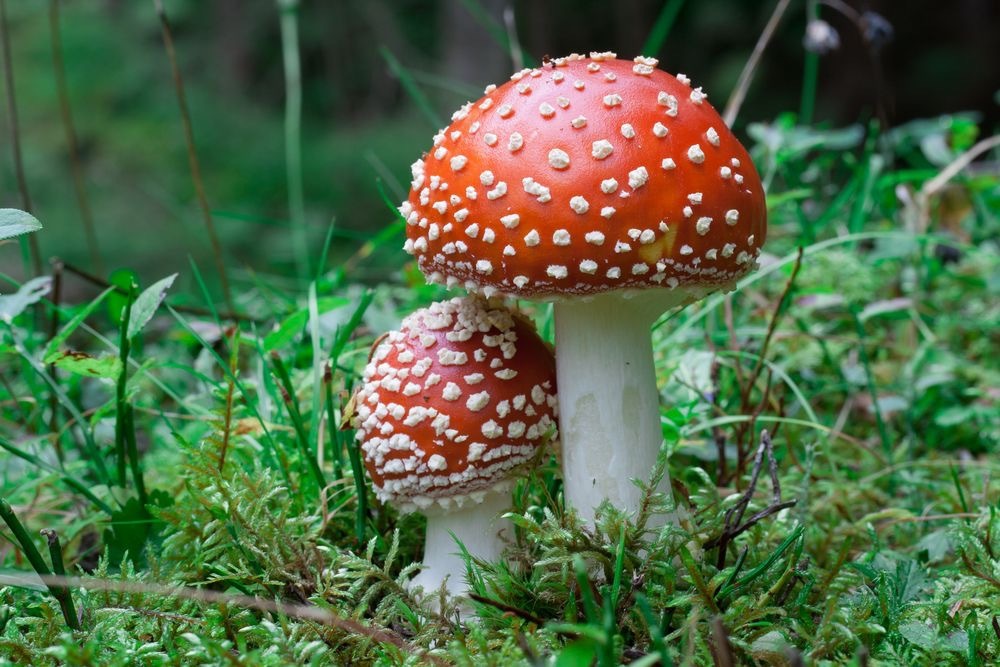 11 colorful mushrooms from Willy Wonka - Mushrooms, Mycelium, Mycology, Amanita, Longpost