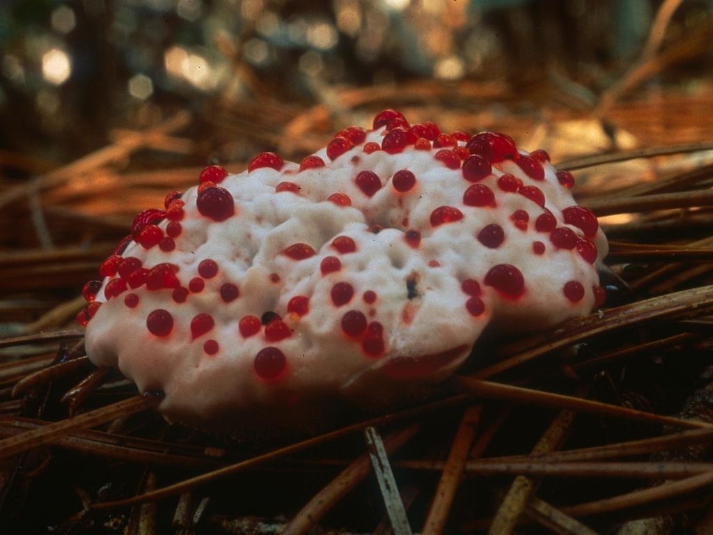 11 colorful mushrooms from Willy Wonka - Mushrooms, Mycelium, Mycology, Amanita, Longpost