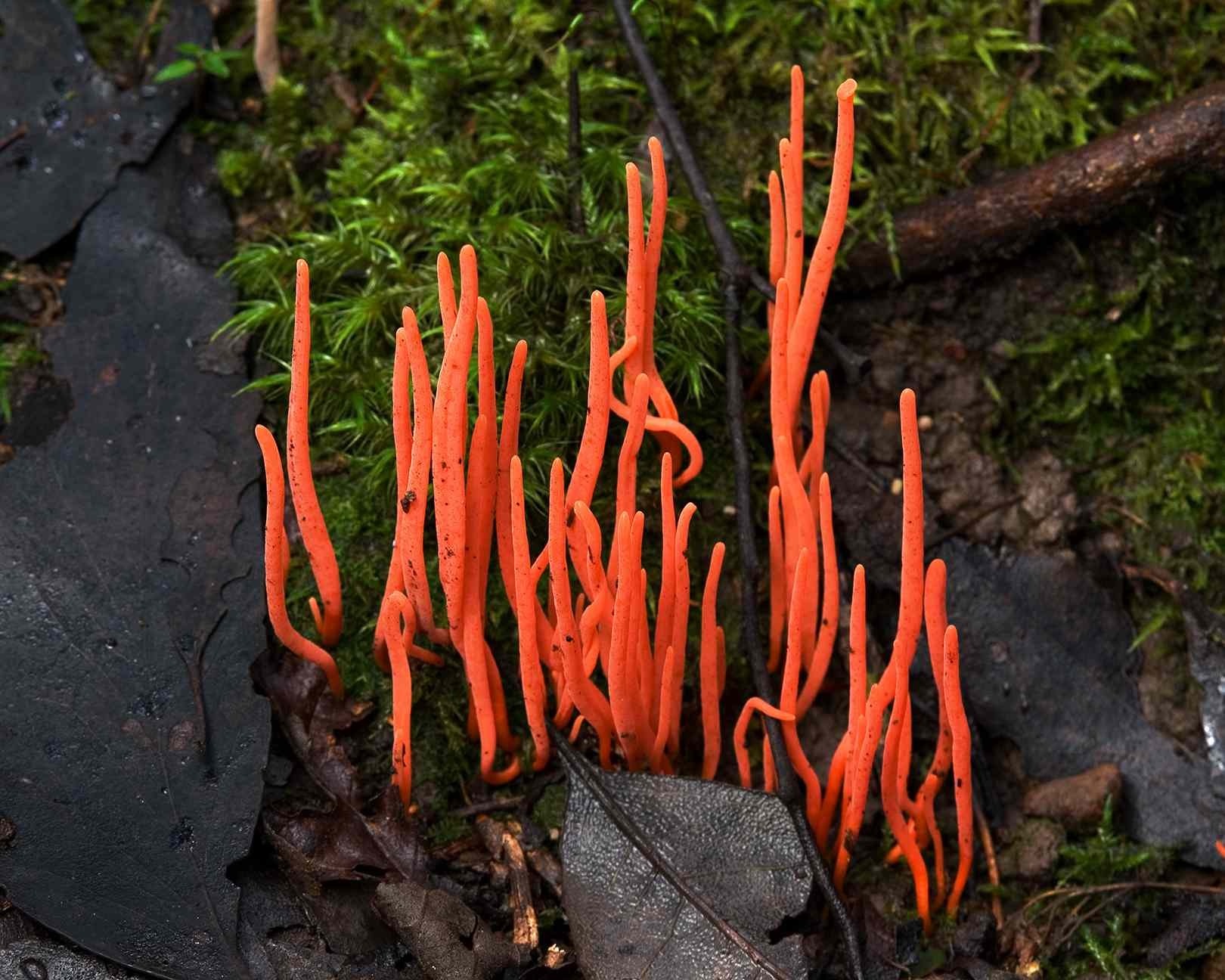 11 colorful mushrooms from Willy Wonka - Mushrooms, Mycelium, Mycology, Amanita, Longpost